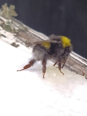 Bombus soroeensis