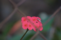 Chariesterus armatus