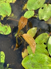 Potamogeton pulcher