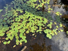 Potamogeton pulcher