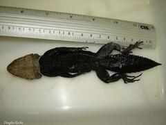 Uracentron flaviceps