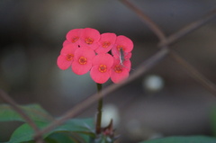 Chariesterus armatus