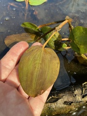 Potamogeton pulcher