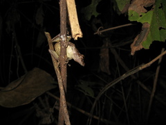 Scinax garbei