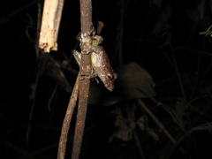 Scinax garbei