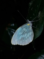 Dismorphia crisia foedora