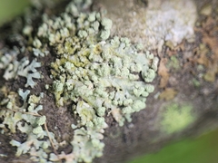 Parmeliopsis capitata