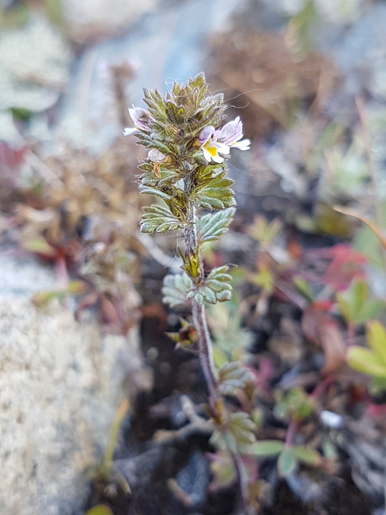 Wettstein's Eyebright