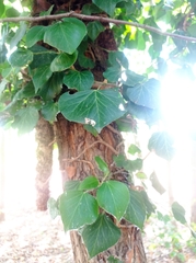 Tilia platyphyllos
