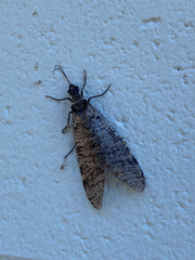 Dysmicohermes disjunctus