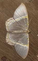 Phrygionis privignaria