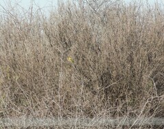 Merops pusillus argutus