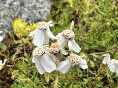 Achillea erba-rotta
