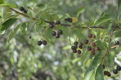 Prunus virginiana