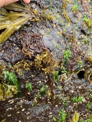 Nemalion vermiculare