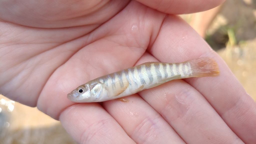 Northern plains killifish (Fundulus kansae) — Fundulidae