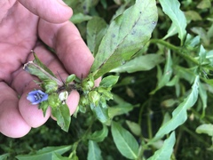 Hydrolea quadrivalvis