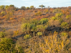 Euphorbia cooperi image