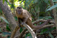 Sapajus libidinosus