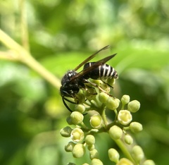 Dolichovespula arctica