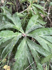 Helleborus purpurascens