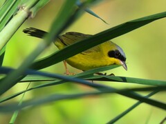 Geothlypis aequinoctialis