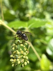 Dolichovespula arctica