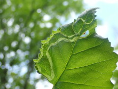 Agromyza alnibetulae