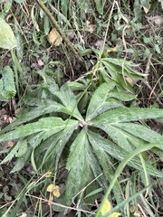 Helleborus purpurascens