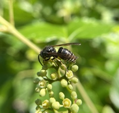 Dolichovespula arctica