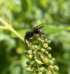 Dolichovespula arctica