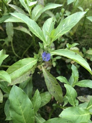 Hydrolea quadrivalvis