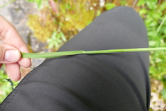 Poa chaixii