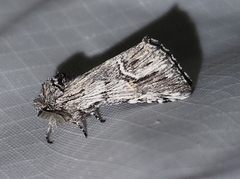 Ursia noctuiformis