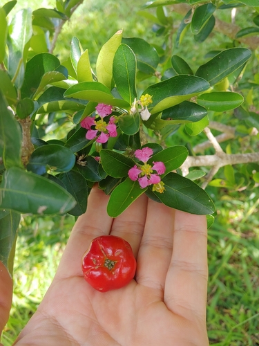 Acérola