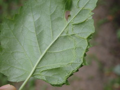 Agromyza alnibetulae