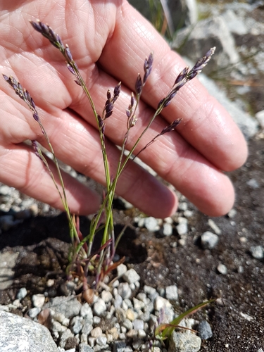 Poa flexuosa in life