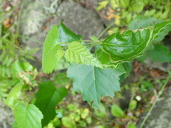 Agromyza alnibetulae