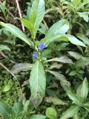 Hydrolea quadrivalvis