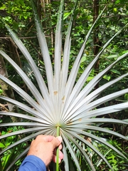 Coccothrinax alta