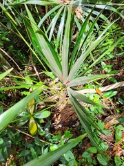 Coccothrinax alta