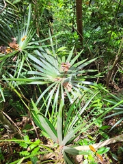 Coccothrinax alta