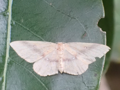 Cyclophora maderensis