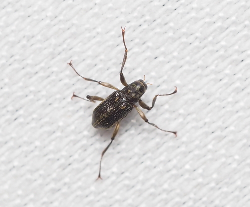Macronychus quadrituberculatus