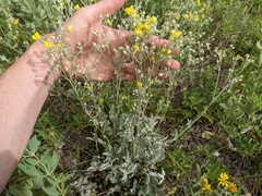 Potentilla effusa