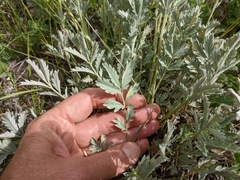 Potentilla effusa