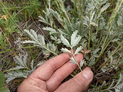 Potentilla effusa