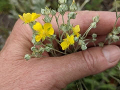 Potentilla effusa