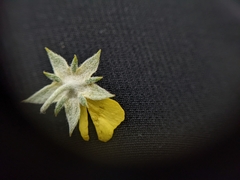 Potentilla effusa