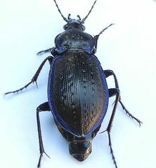 Carabus serratus